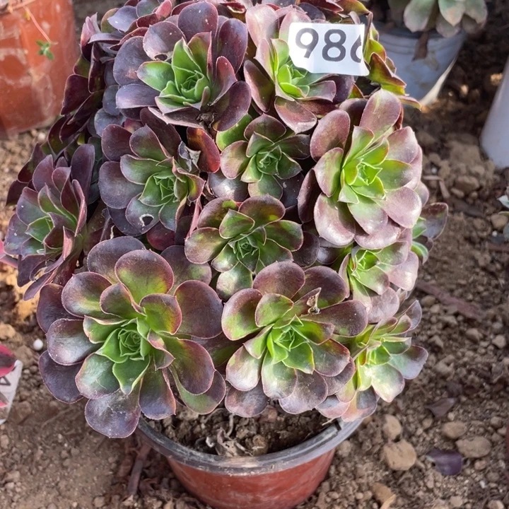 无花朵986多肉植物魅金