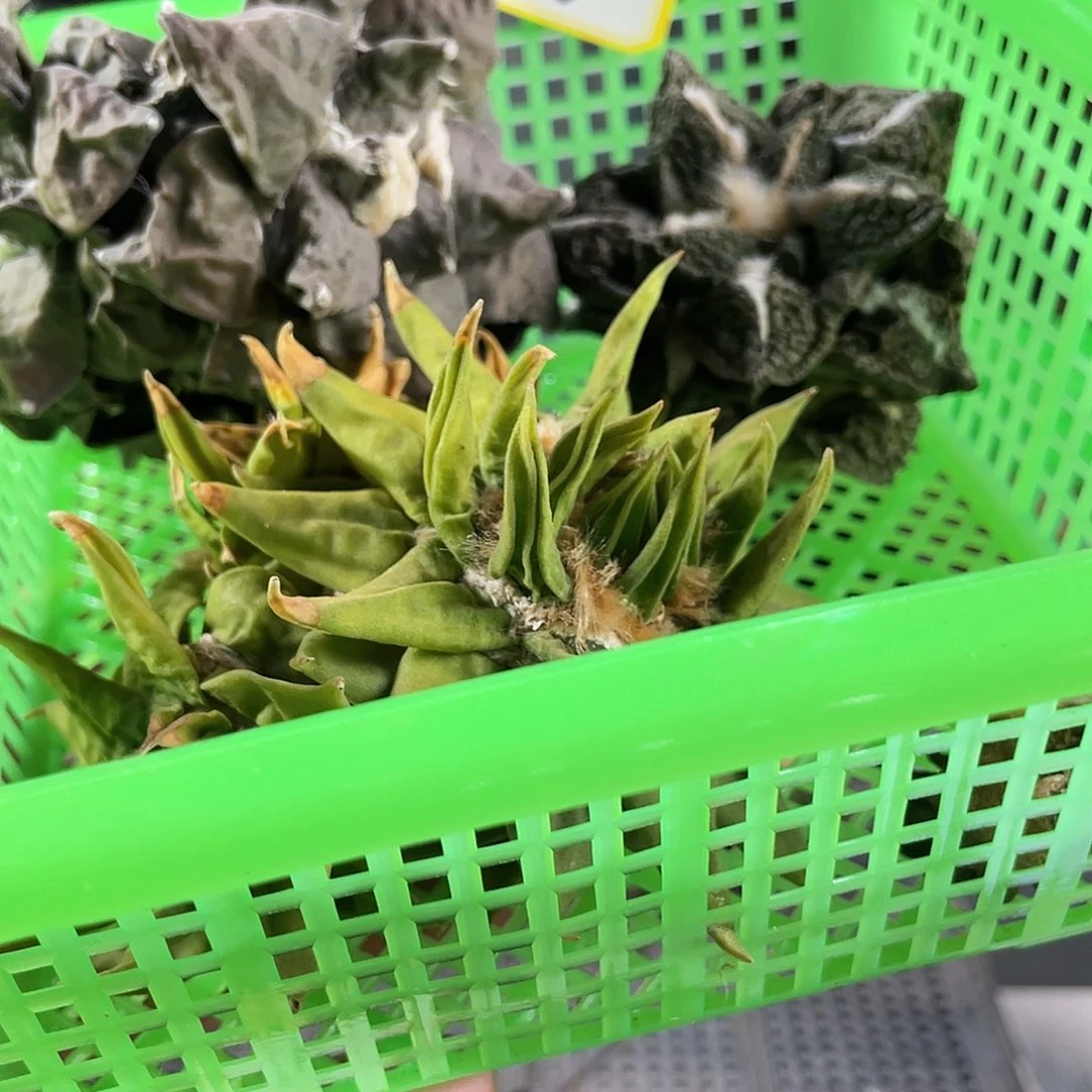 16号酸菜福利筐拍无根1筐