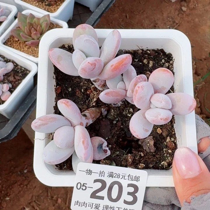 雪美人无盆土发货多肉多