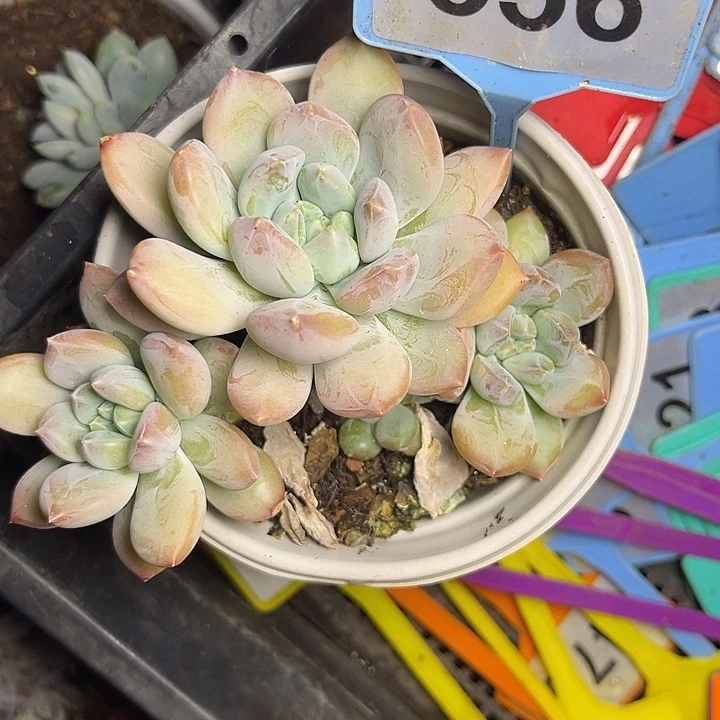 多肉植物瑶光美人556