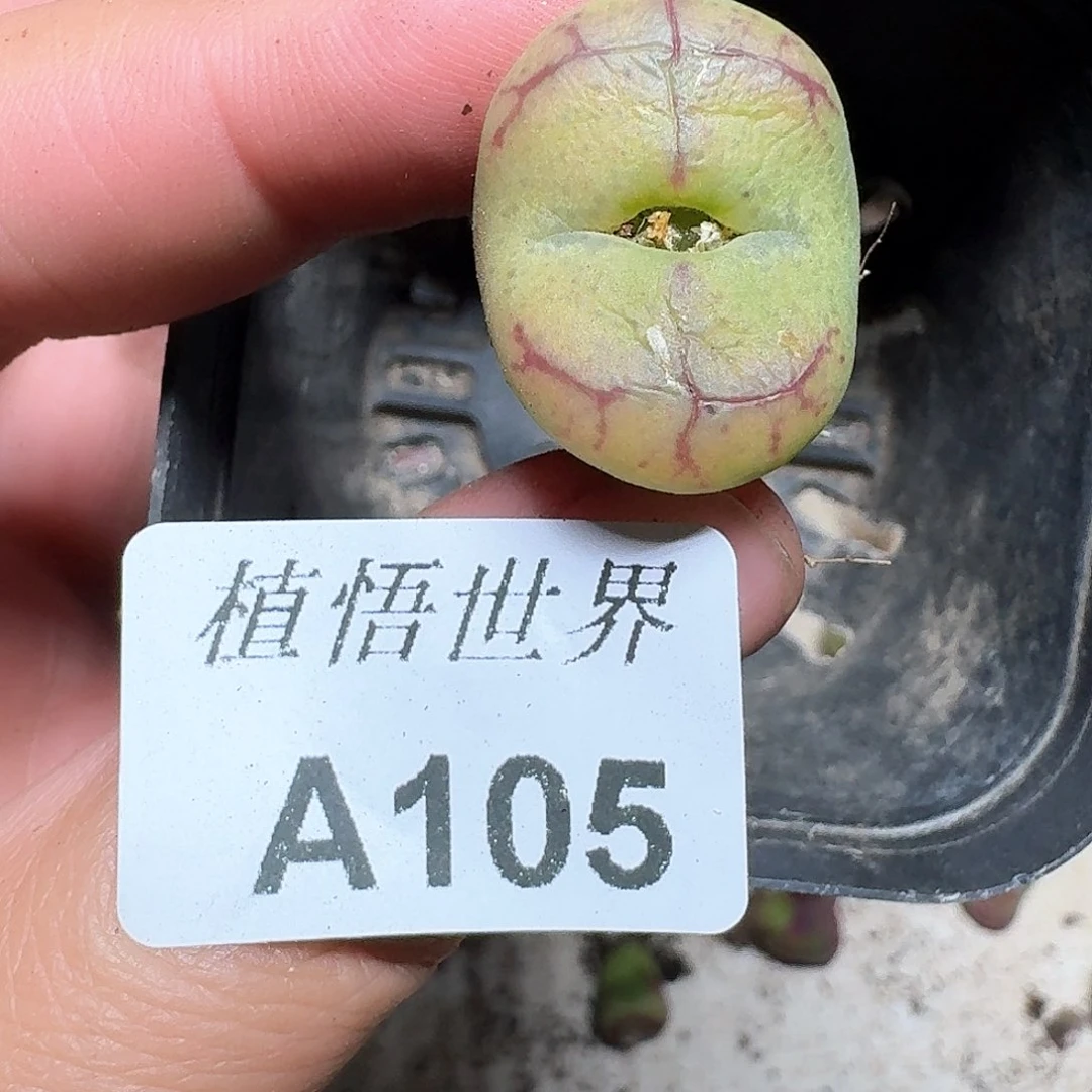 205盒多肉植物哇f f gv