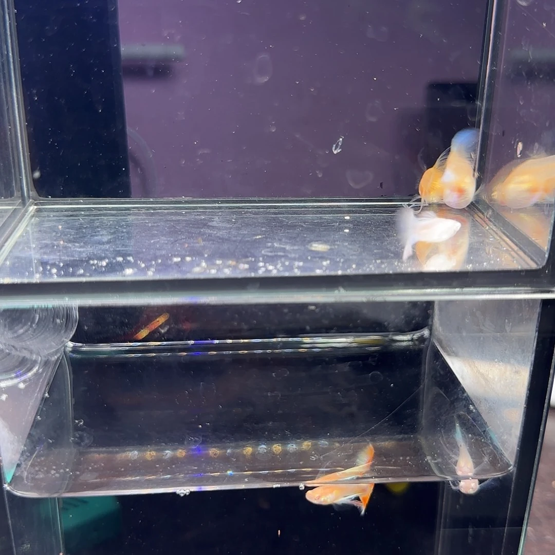 孔雀鱼天使彩虹绒球三条超白母