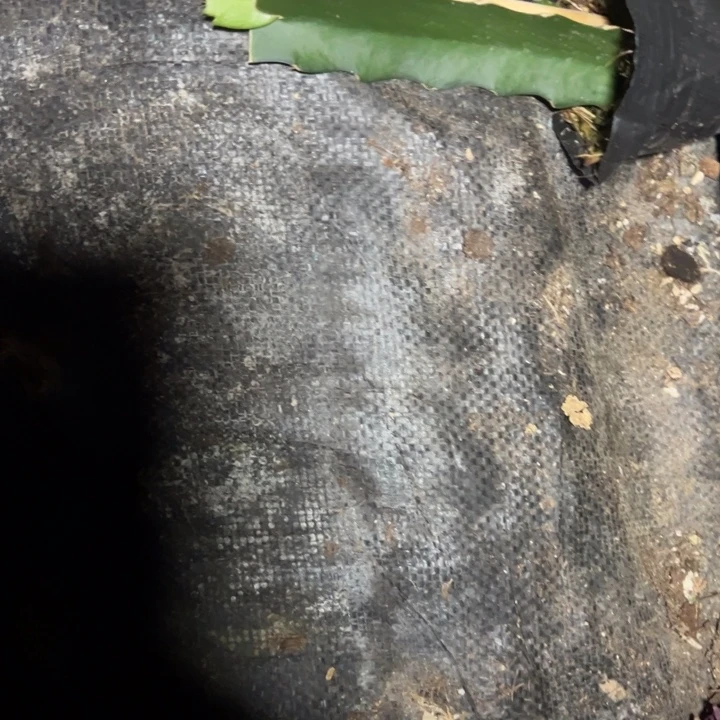 云***️丘比特嫁接小苗带花苞