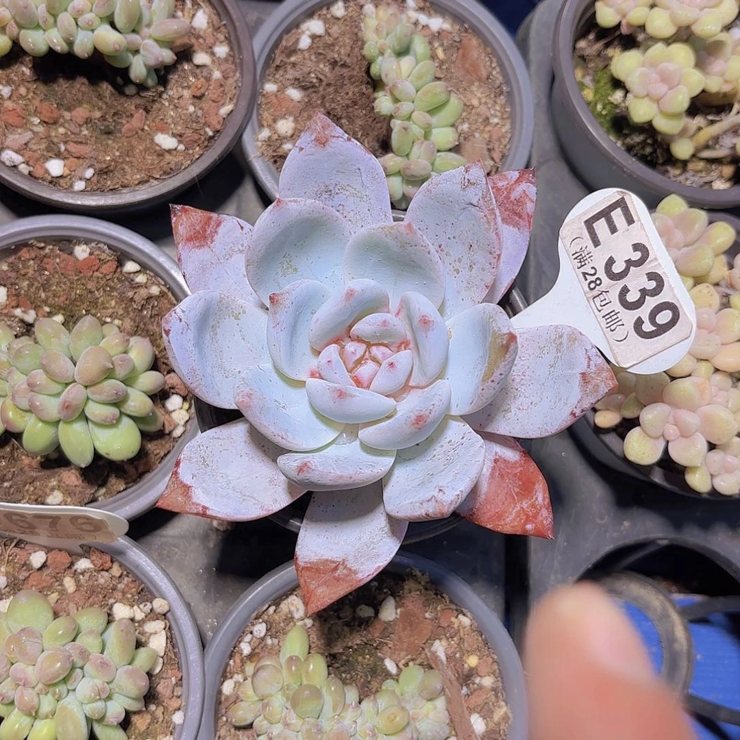 E339糖心学院是一物一拍