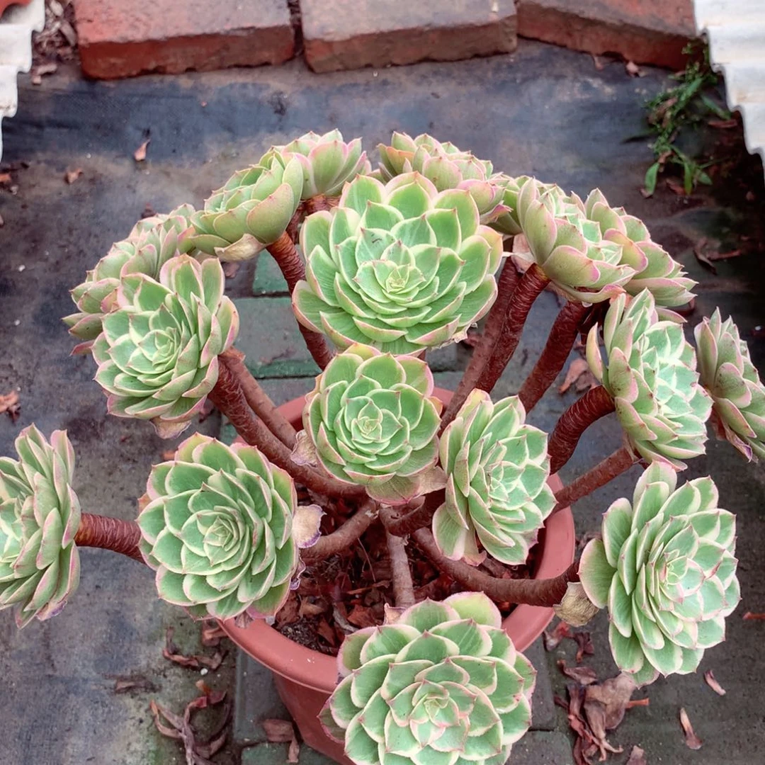 莲花座，多肉植物的