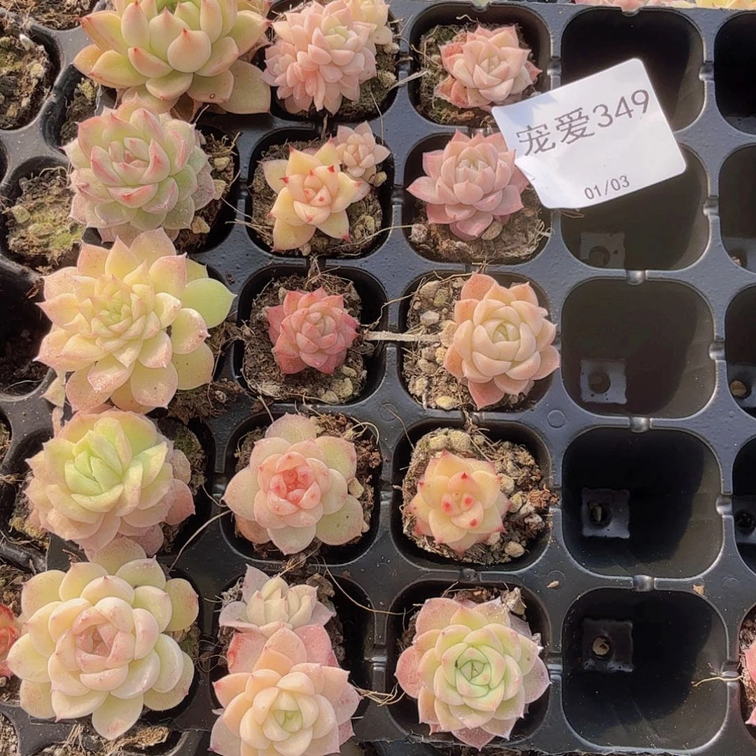 直播福利一物一拍349