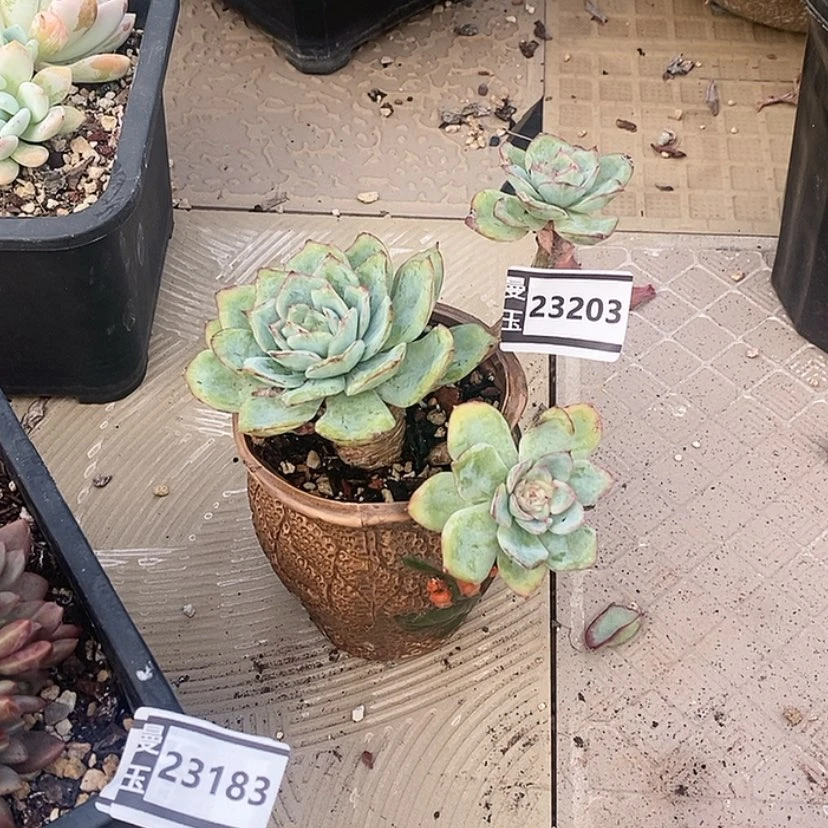 【闪购商品】晨露23203
