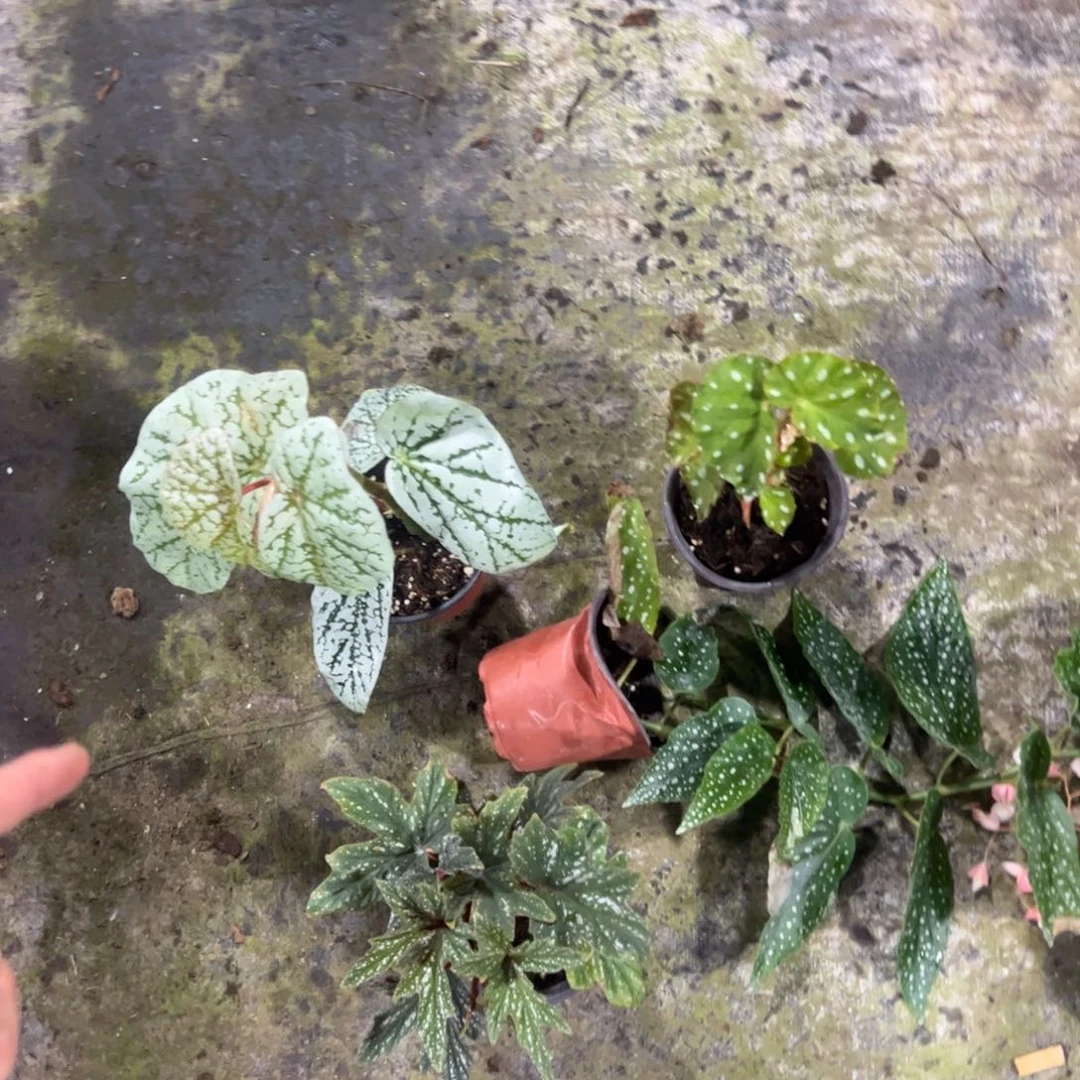 完全开放一物一拍套餐一