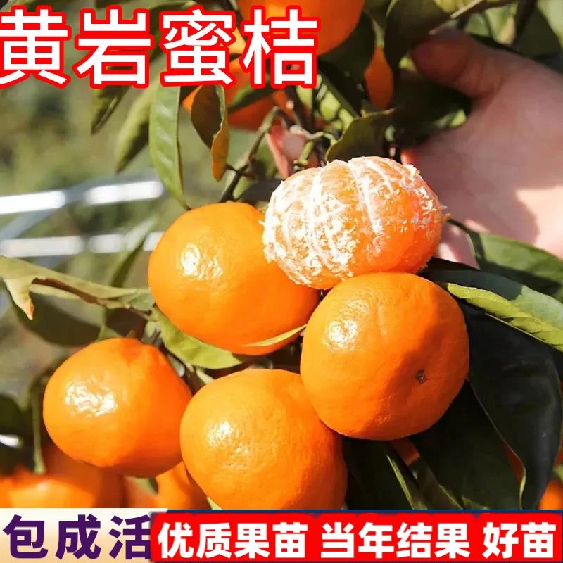 黄岩蜜橘树苗南北方庭院橘子树果苗嫁盆栽接苗桔子大树苗当年结果