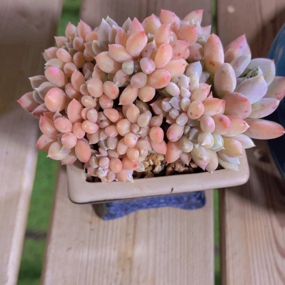 小***茼多肉植物保护研究所所长的