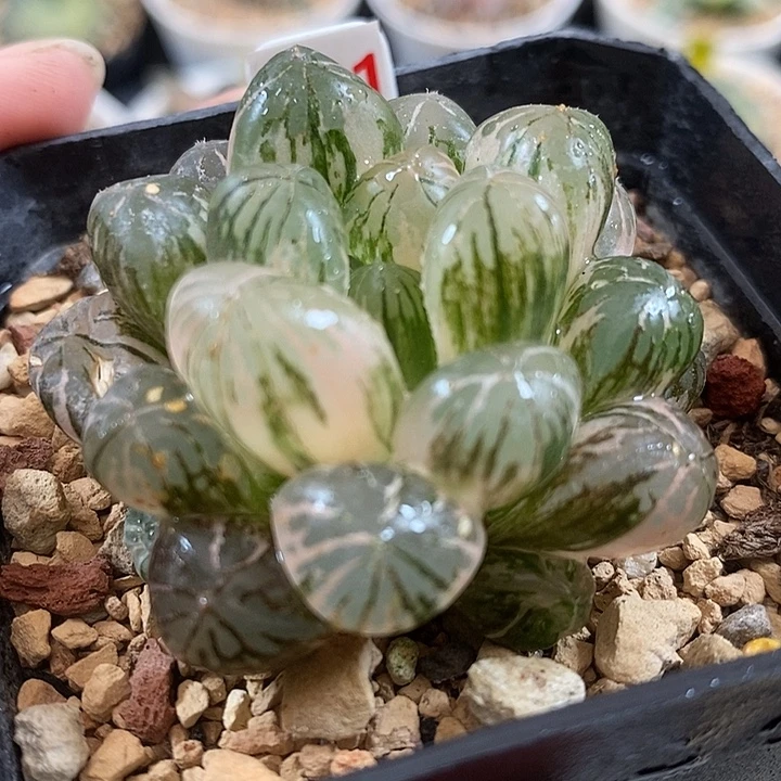 541塑料皮玉露锦一物一拍