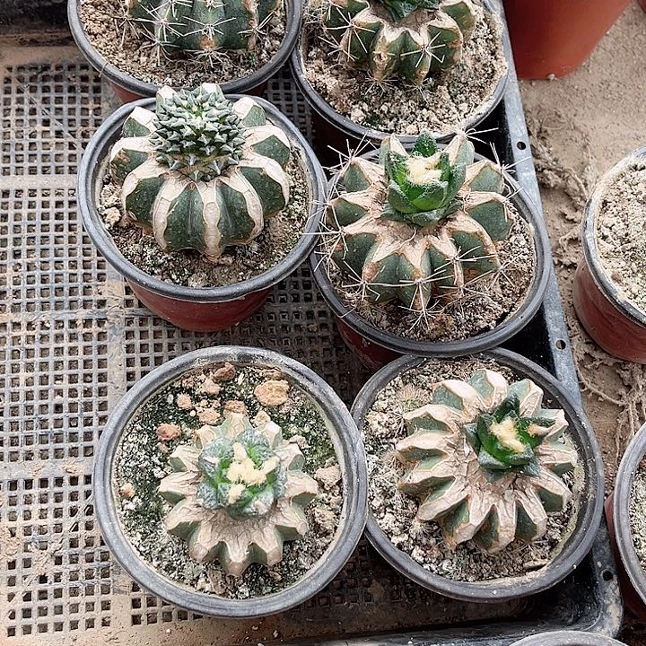 随意搭配100米6颗