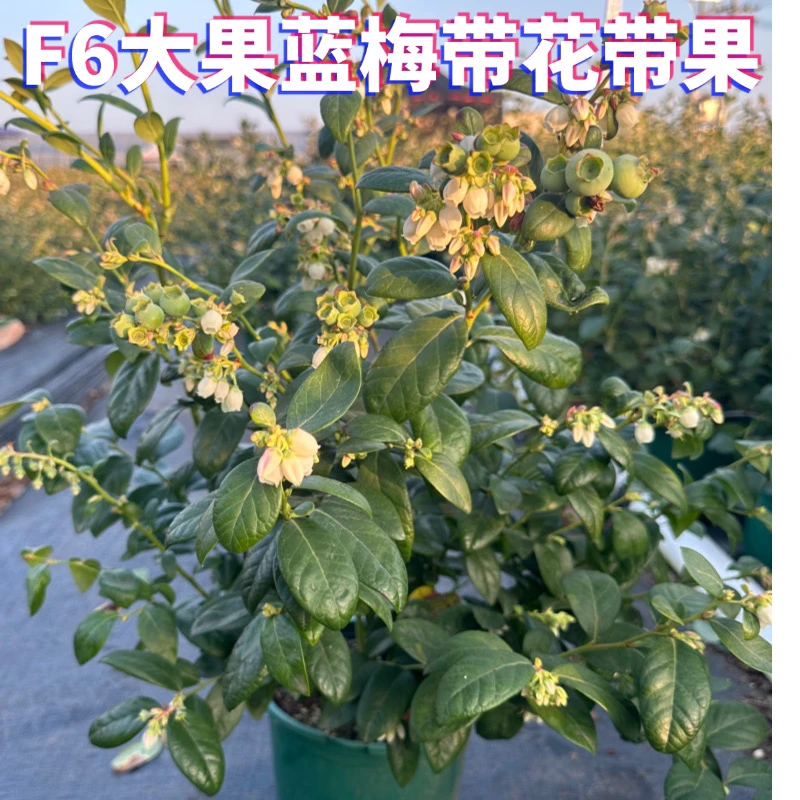 夕飞（F6大果蓝莓两年苗带盆高70-90㎝）带花带果盆栽地栽楼顶