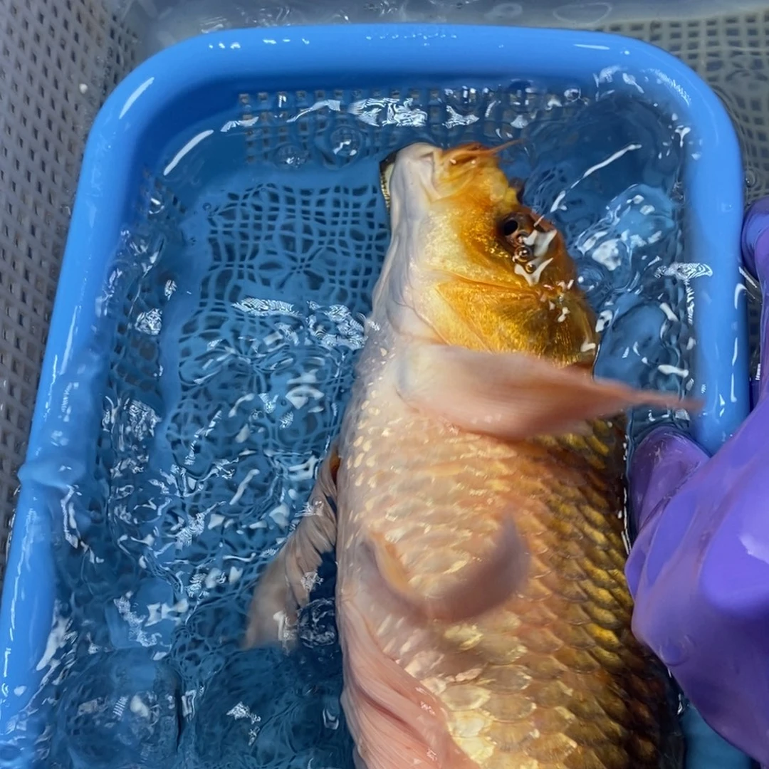 锦鲤冷水锦鲤包邮
