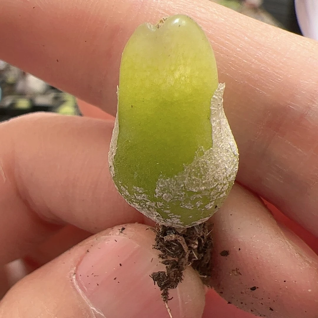 【闪购商品】113 大葫芦 福利