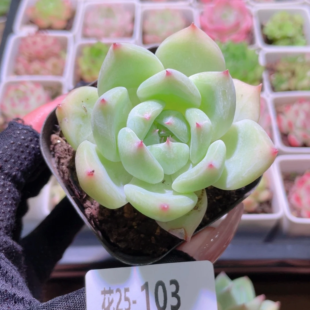 花利美25-103白拉糖