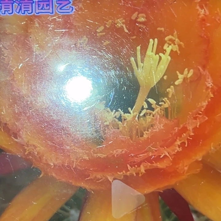 清清黄金海岸根瑕疵干皮