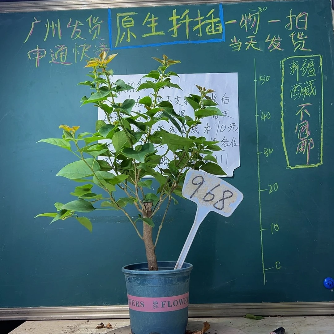 当前无花栽培后可以开花 绿叶夕阳红 粗杆 968
