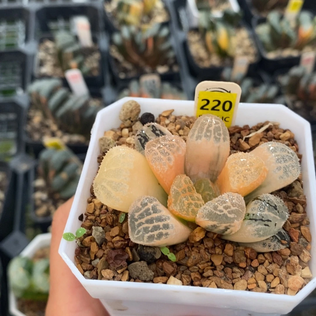 220魔多十二卷多肉植物