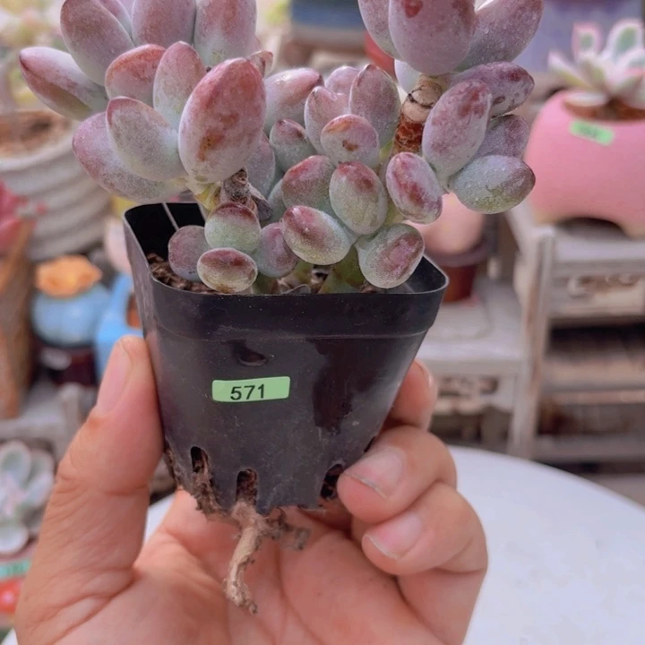 一物一拍编号571
