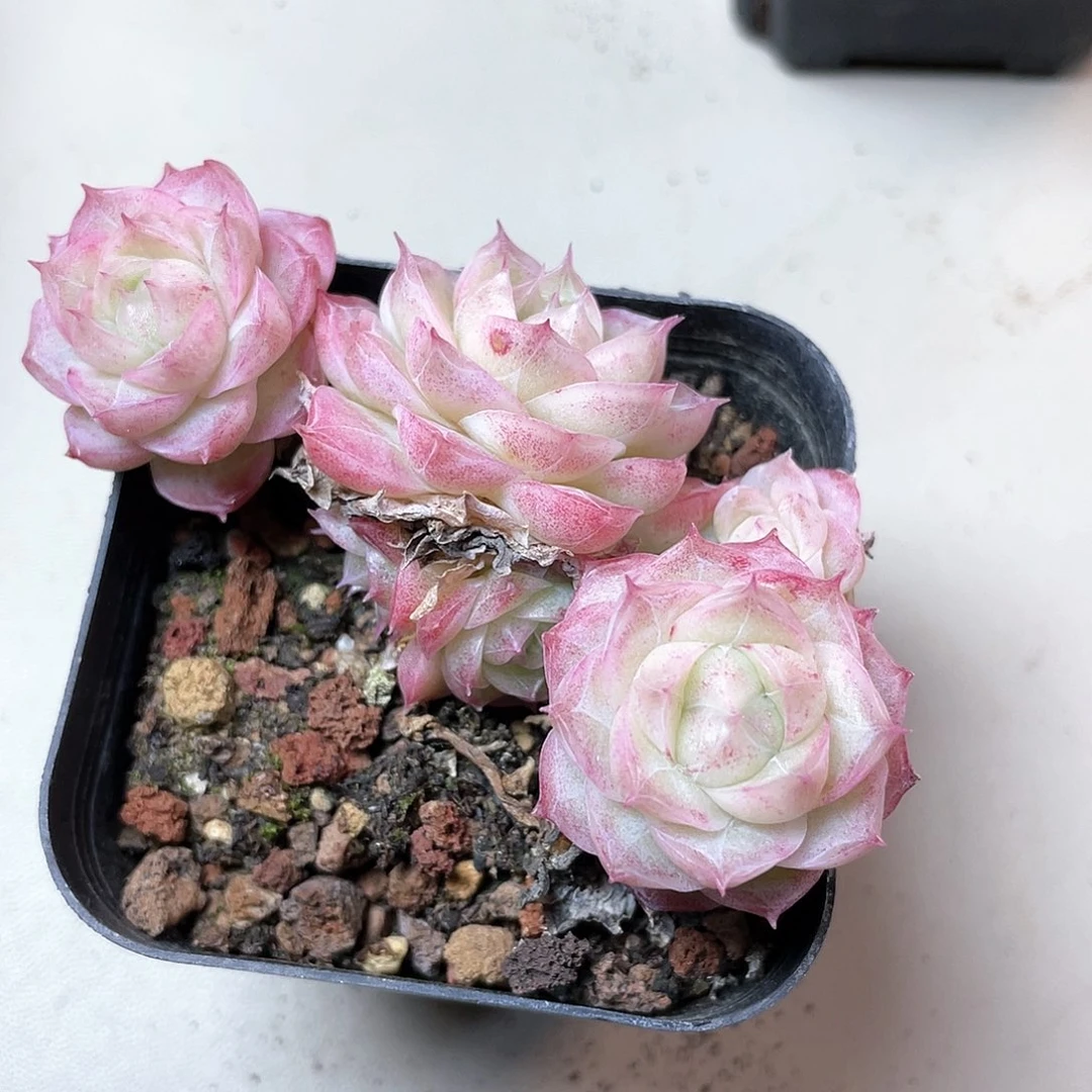 优选潘多拉飘枝8273