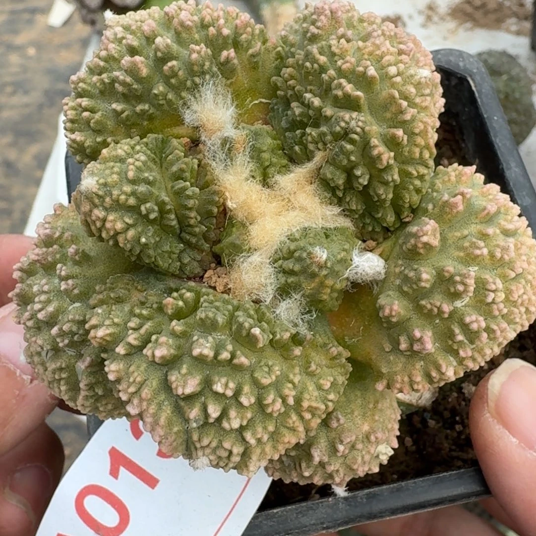 【闪购商品】君*哥怒锦013