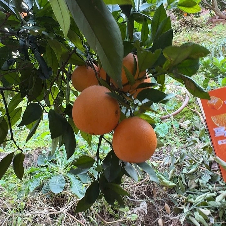 脐橙四川省泸州市古蔺县马蹄甜橙