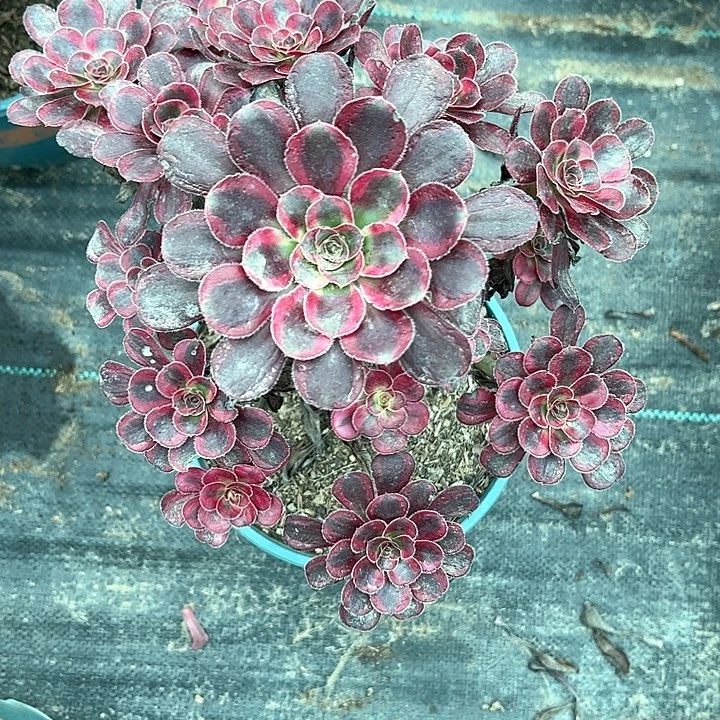 0298香奈儿多肉植物