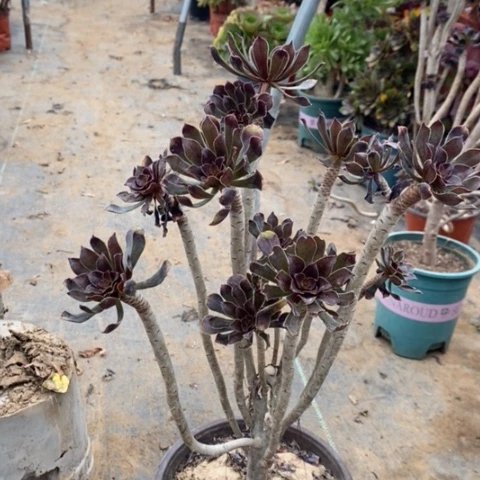 灰法多肉植物053