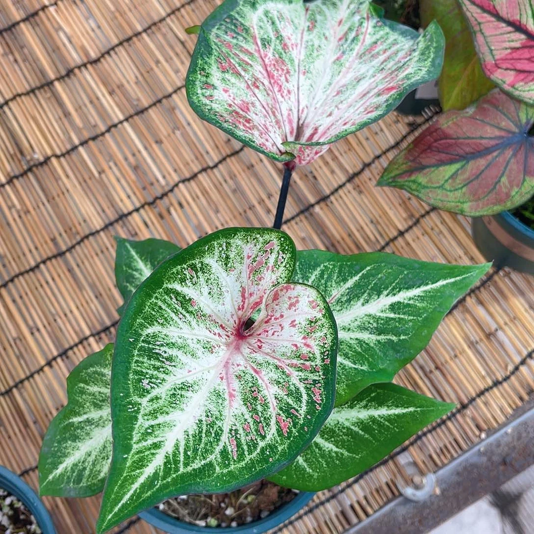 完全开放泰彩一物一拍130