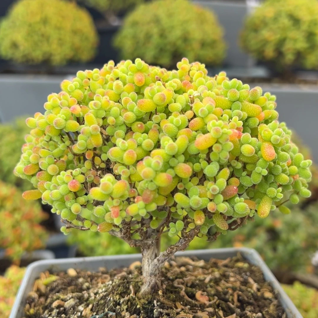 dy5502精控老桩金桔糖球冠幅9cm
