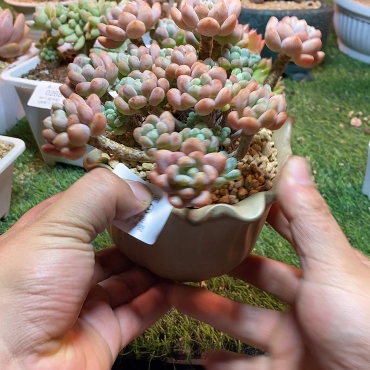 0269啊啊啊啊啊啊啊啊啊啊