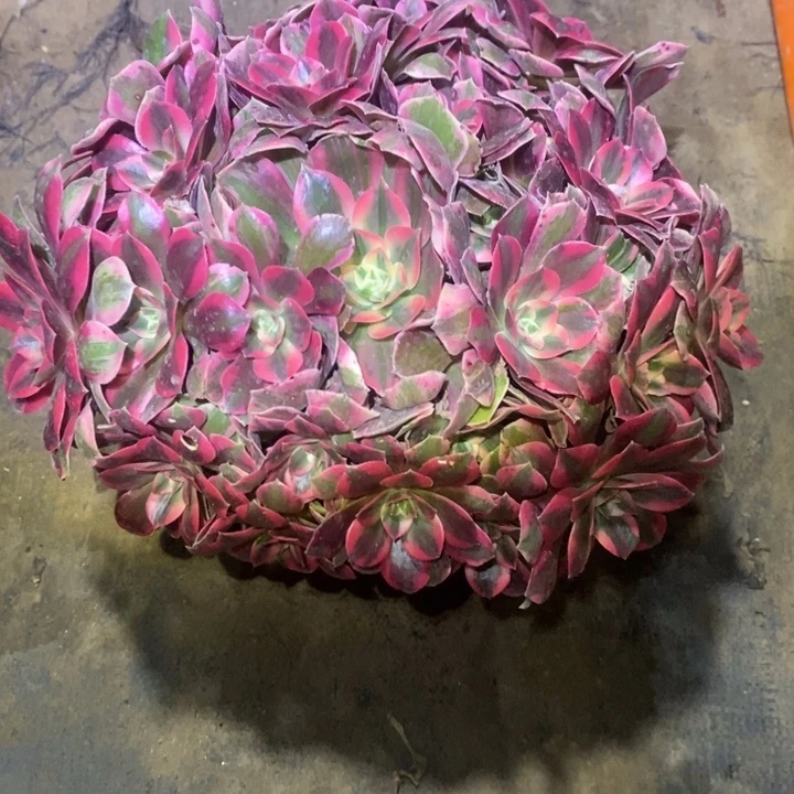 女妖34多肉植物法师法师