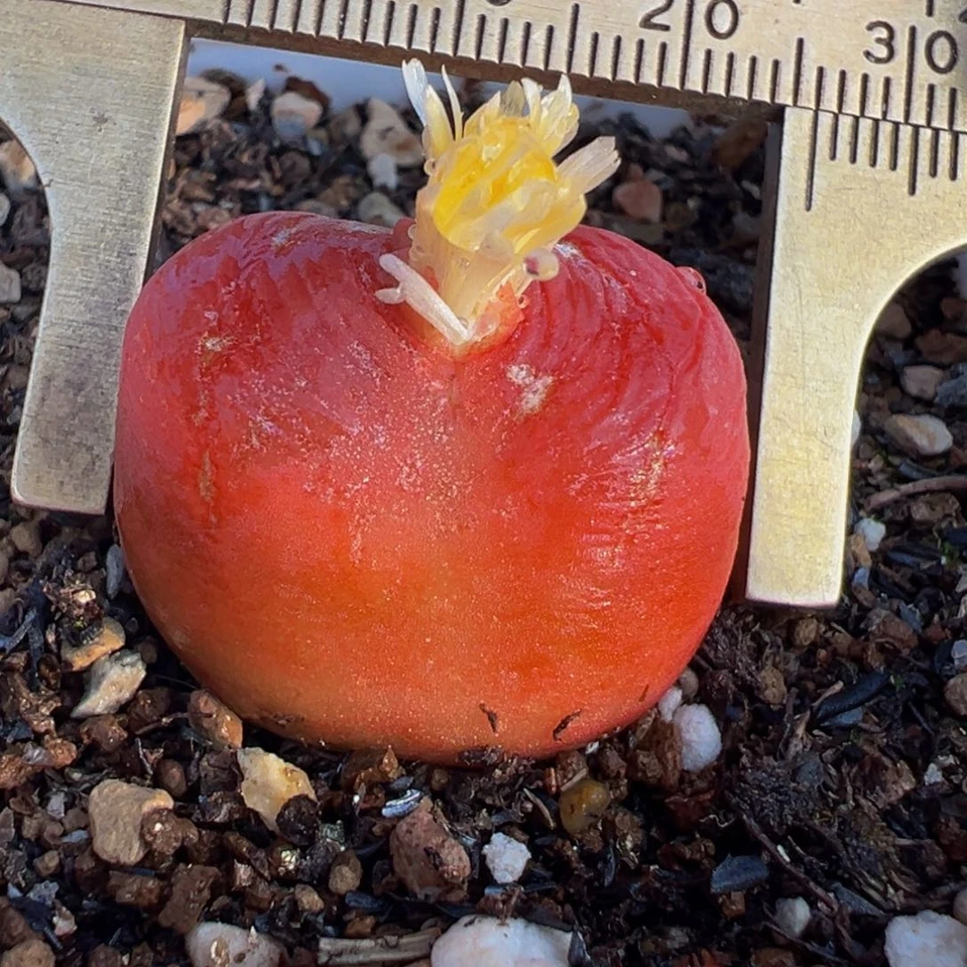 特价2.5厘米进口水蜜桃