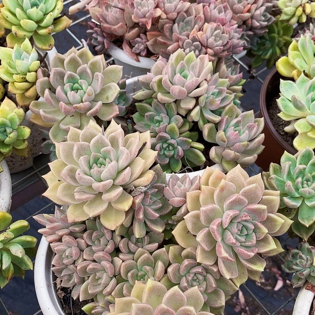 绚丽璀璨多头群生老桩