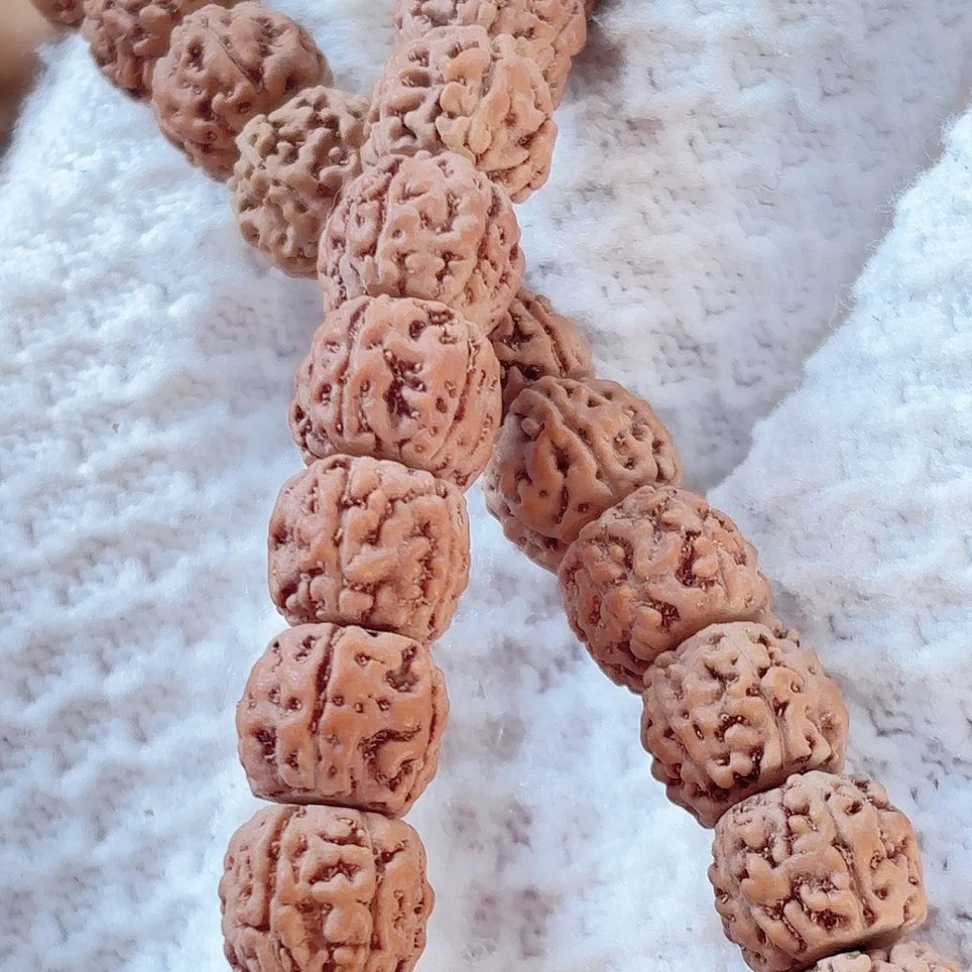 夜***～印度尼西亚小金刚葛地利纯血一代龙9大加手特