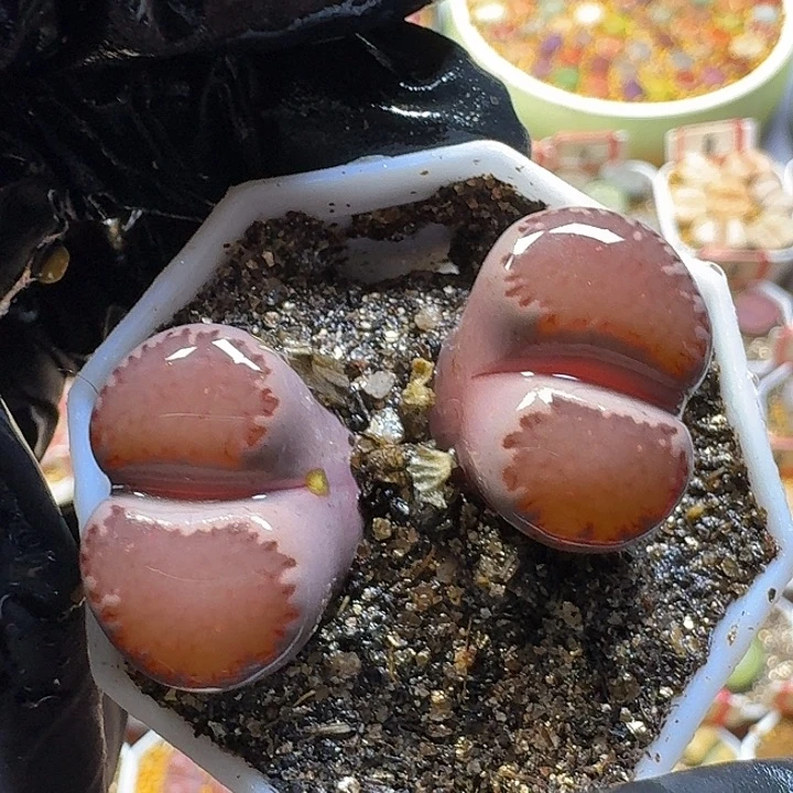 生石花2:：：。    20号