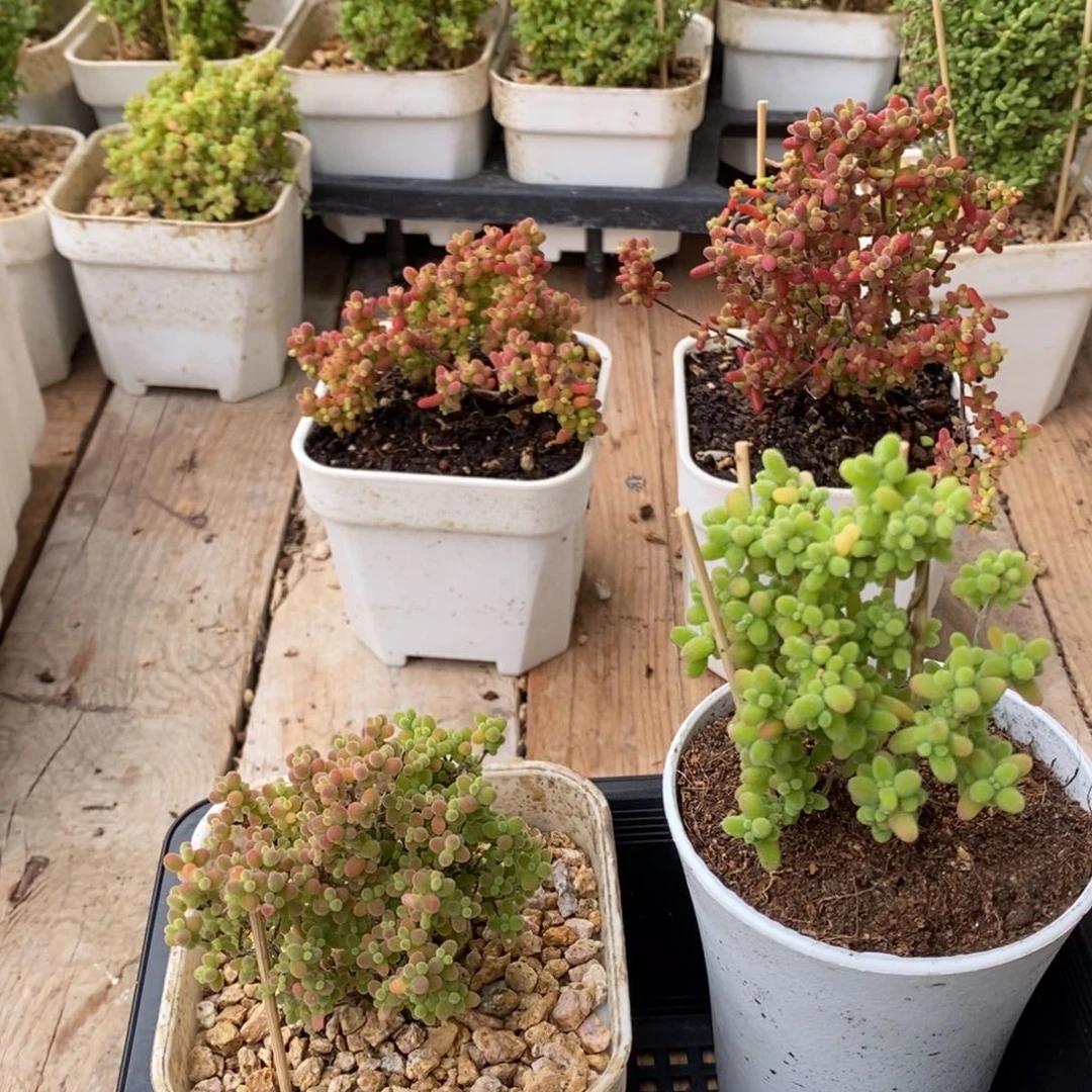 枝干番杏多肉植物836