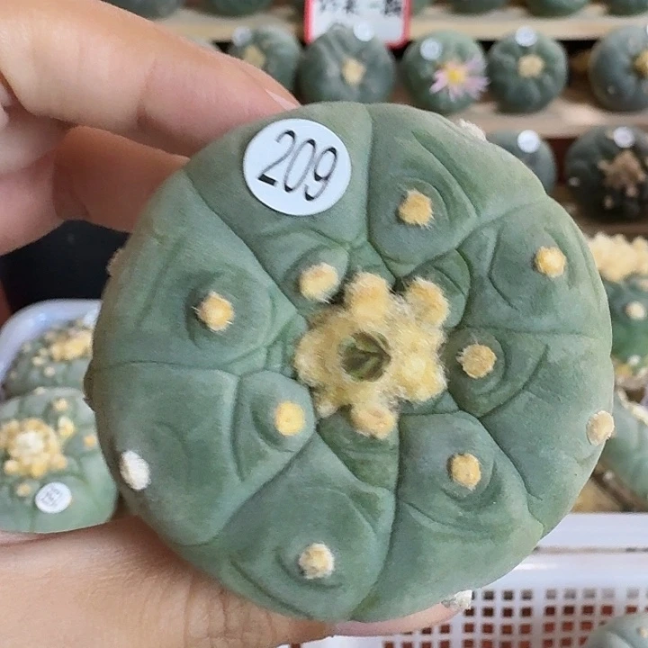 实生园艺观赏植物