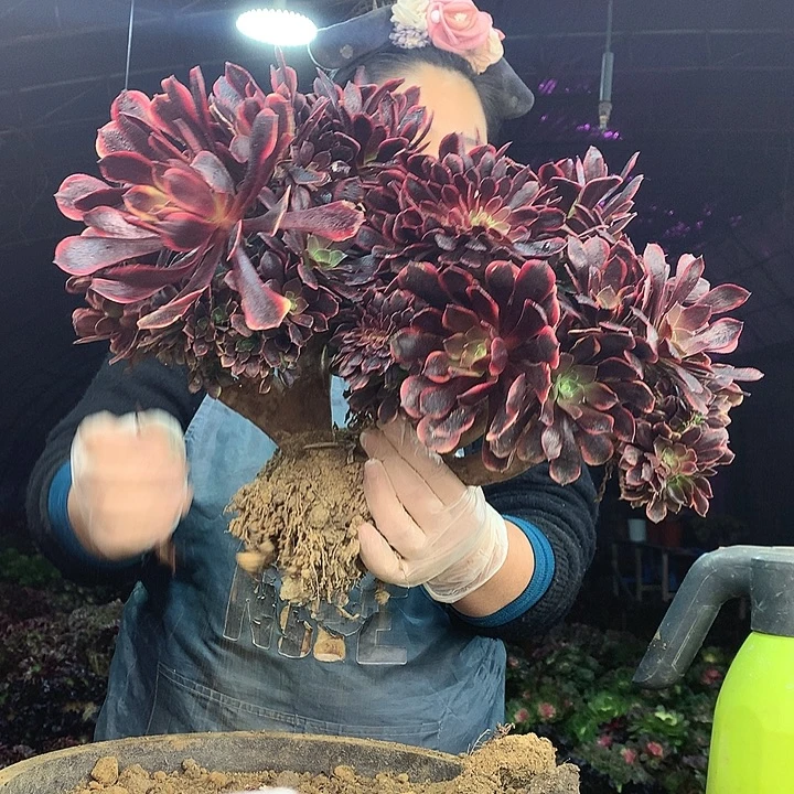 柒柒精品多肉脱土发货不包断侧枝S566