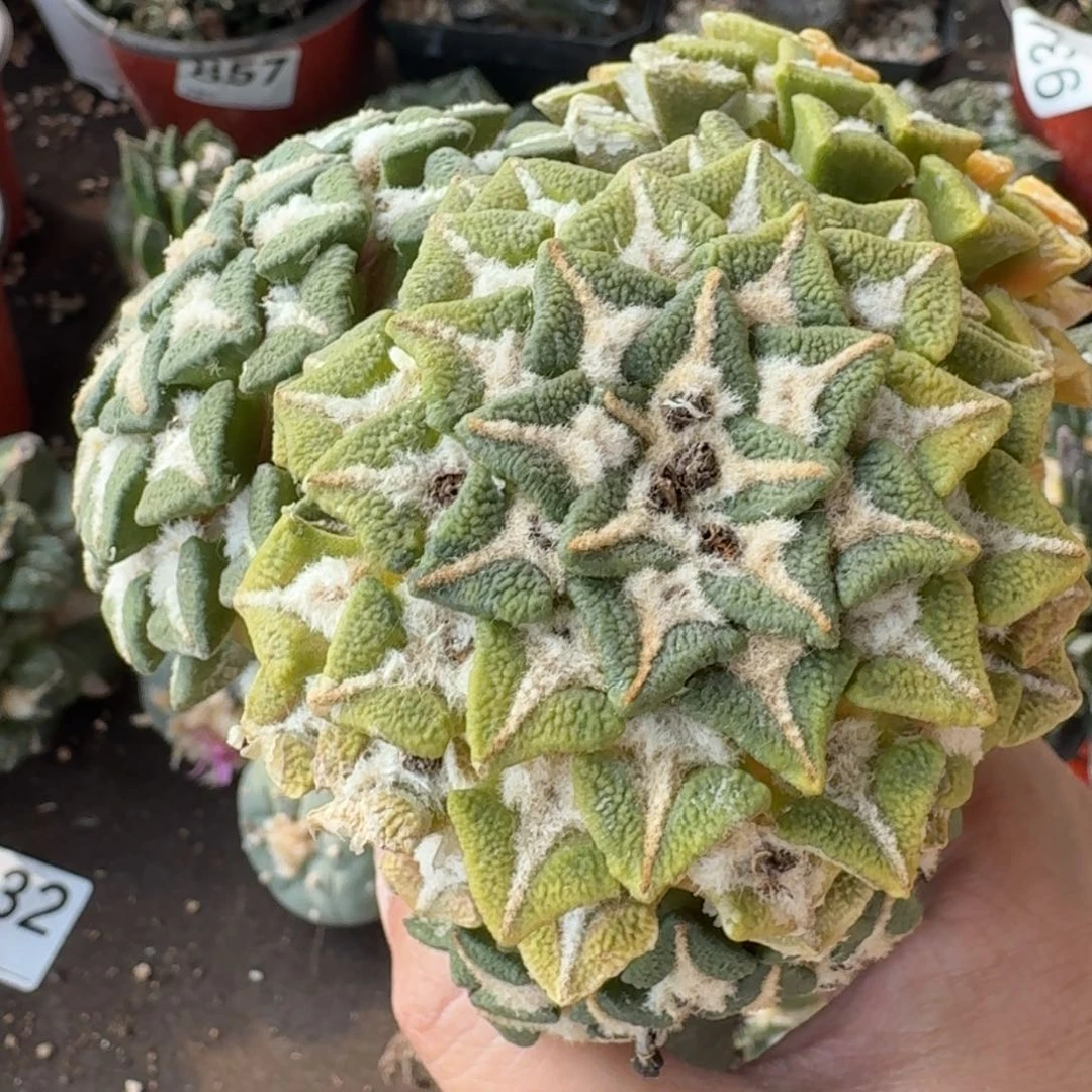 【闪购商品】三头苗接大尤黑锦235