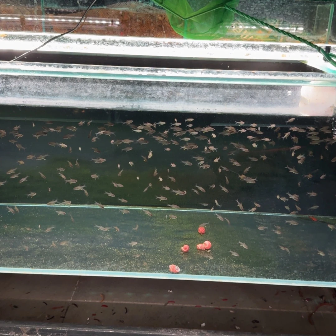 峥***海水鱼蓝缎带1。