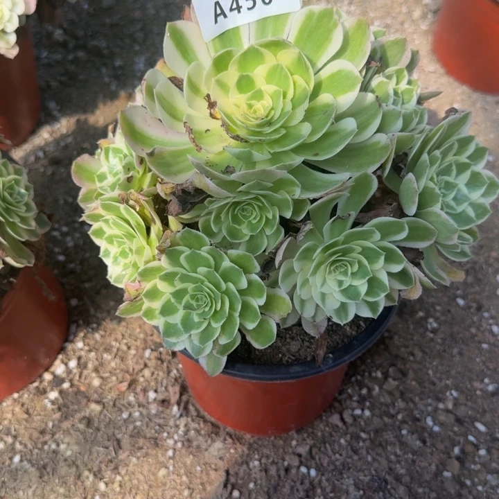 450海王特价不周正 多肉植物