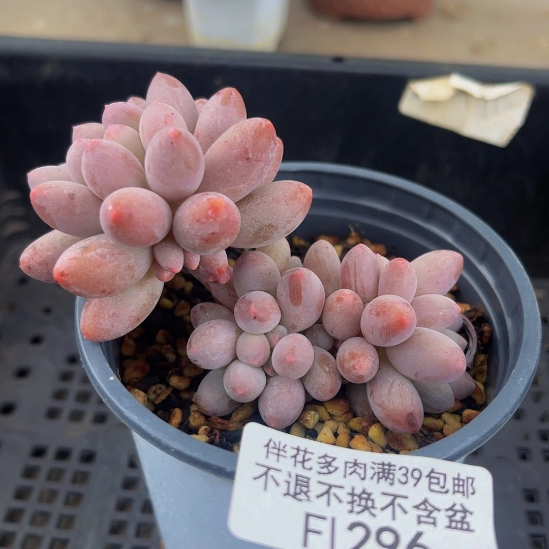 296-香水手指奶酪多肉6cm