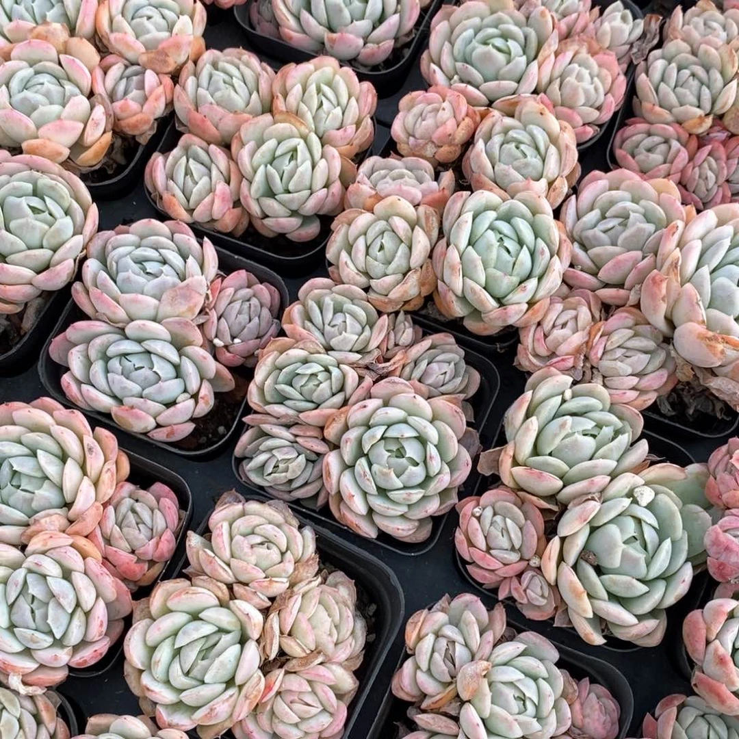 93贝瑞群生不包整 福利多多