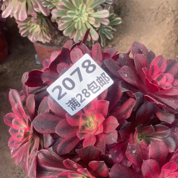 2078一号棚美杜莎多肉植物C