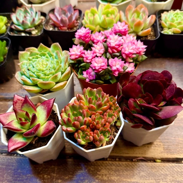 【满 9.9 包邮】花开富贵套餐 5 盆带盆土 多肉植物新手套餐阳台