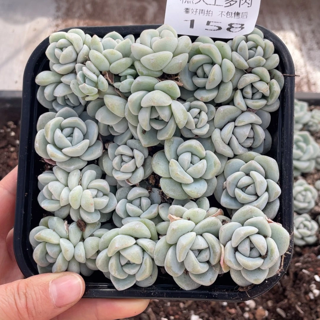 糕大上多肉植物158