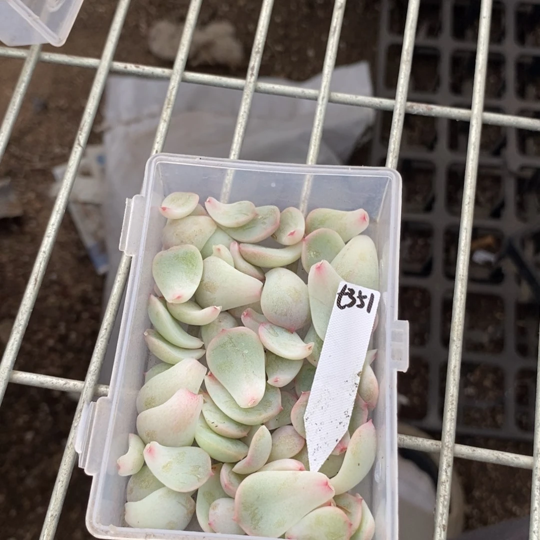 甜心351纯叶片一片