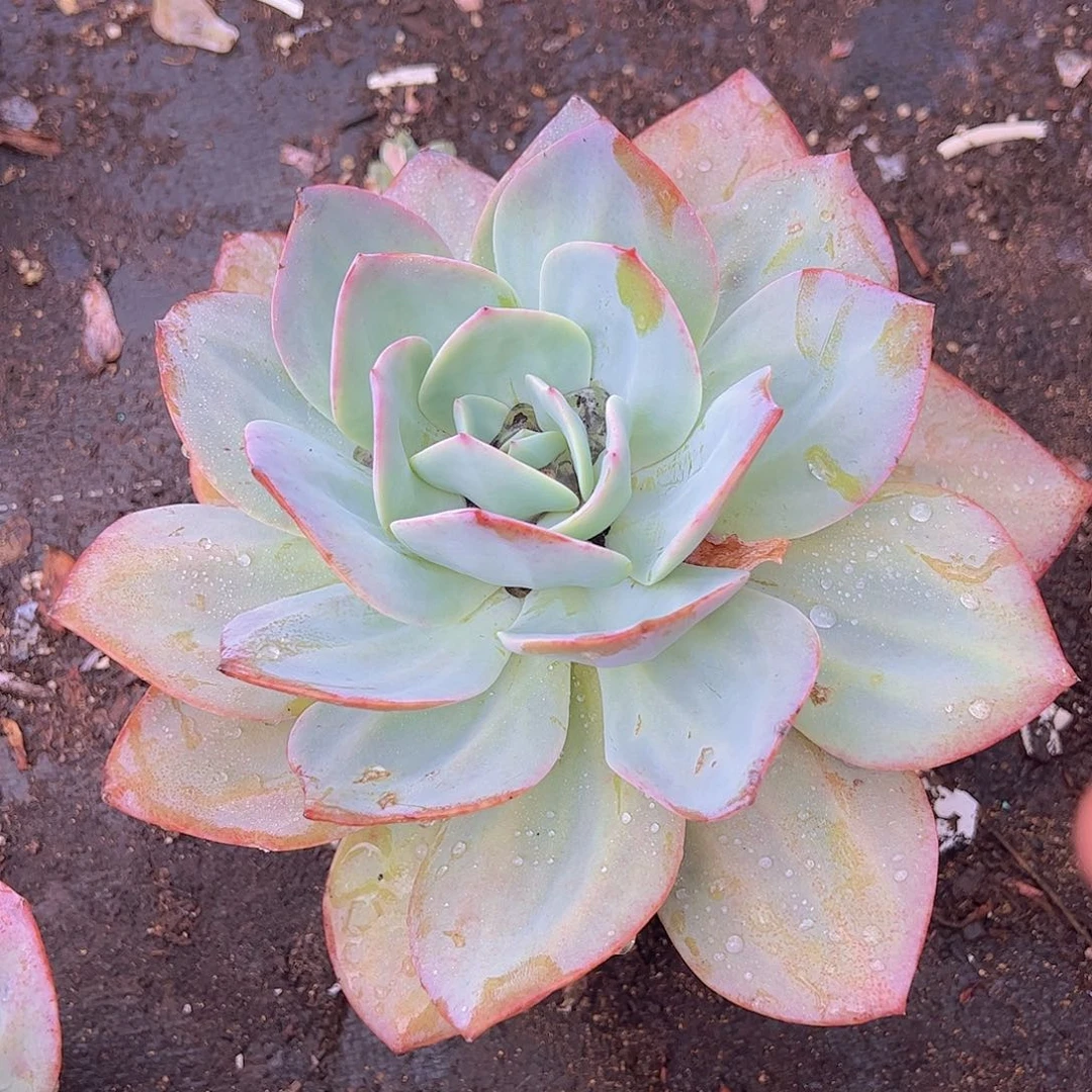 血凤 大单头 多肉植物